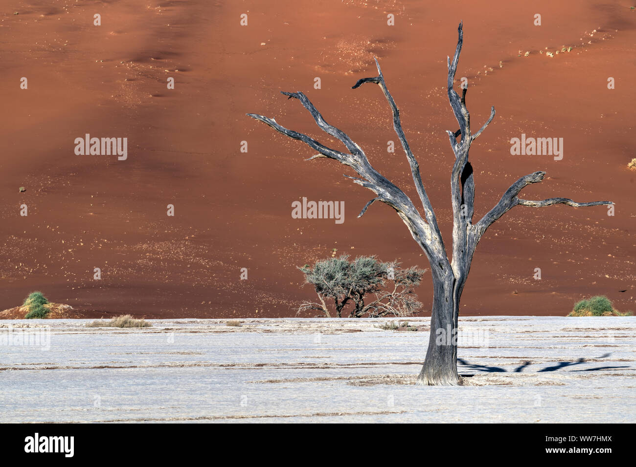 Vecchi alberi morti, Deadvlei, Namib-Naukluft National Park, Sesriem, Namibia Foto Stock