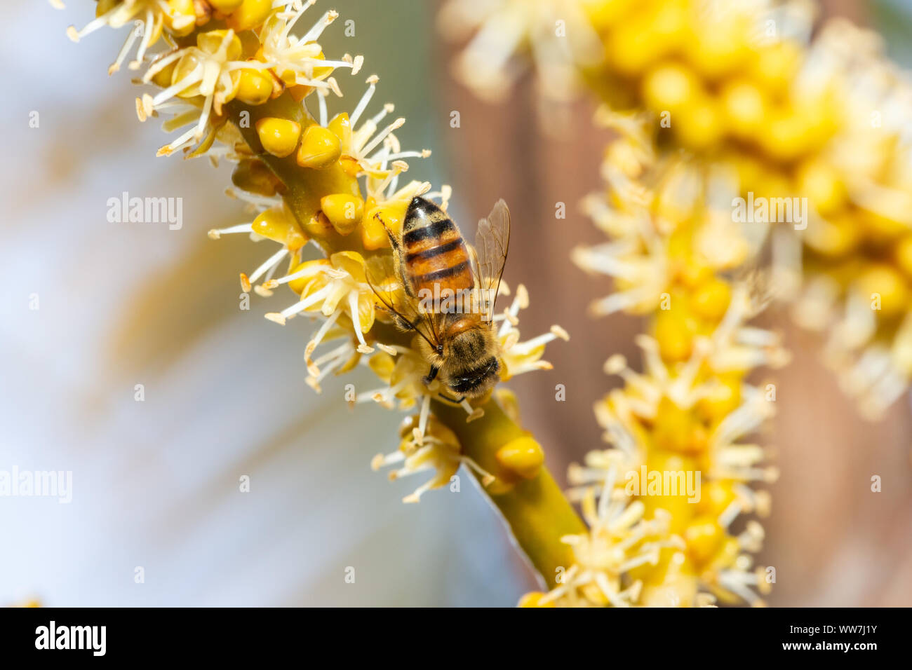 Fiori di albero di palma giallo impollinante di api, Palm Harbor, Florida, Stati Uniti. Foto Stock