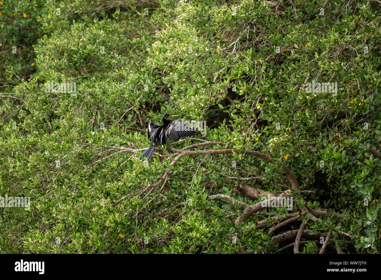 Anhinga che asciuga le ali mentre è arroccato in una fitta vegetazione di mangrovie a Dunedin, Florida. Foto Stock