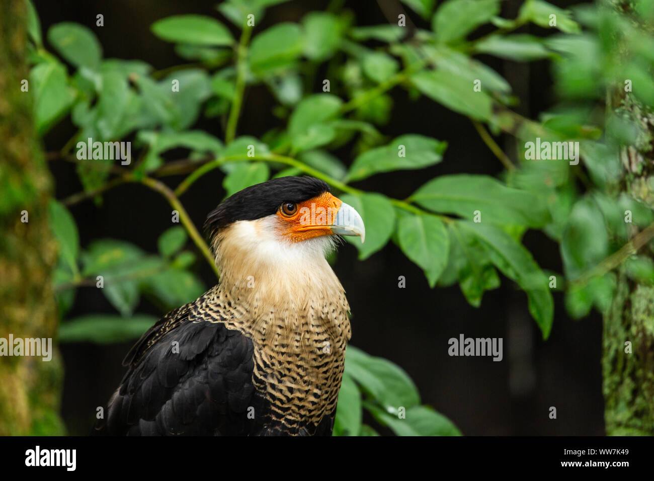 Ritratto di una Caracara del Nord (Caracara Cheriway) al Parco Naturale di Ellie Schiller Homosassa Springs, Florida, USA. Foto Stock