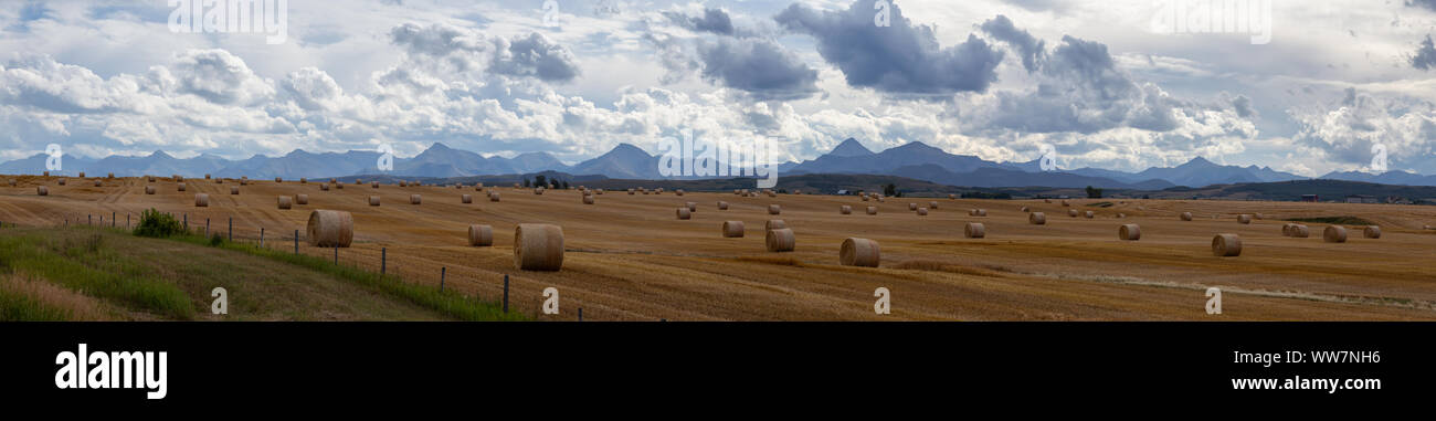 Vista panoramica di balle di fieno in una fattoria campo durante una vibrante soleggiata giornata estiva. In prossimità dei rulli di estrazione Creek, Alberta, Canada. Foto Stock