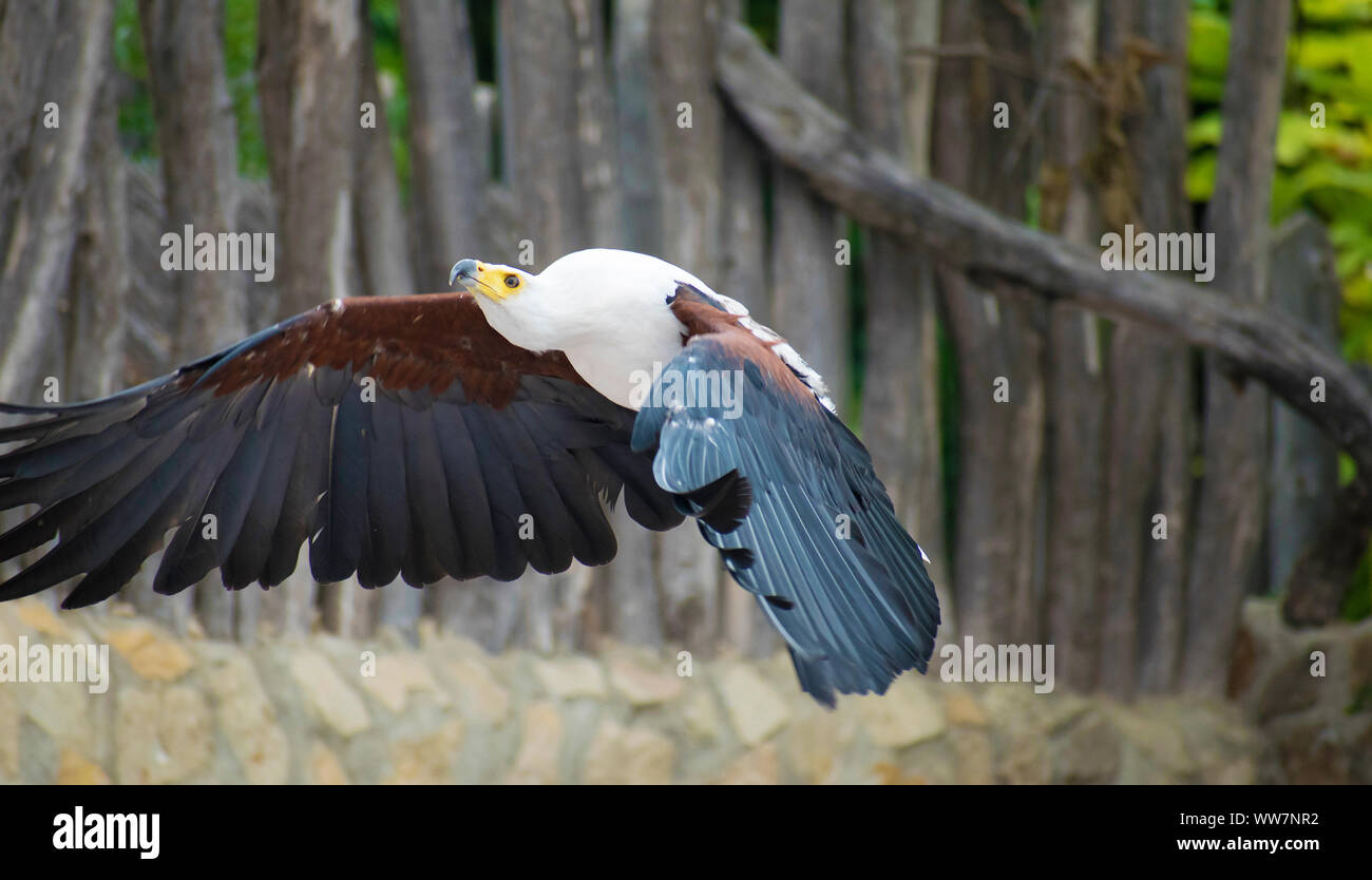 L'African fish eagle noto anche come il mare africano eagle o Haliaeetus vocifer, volare sopra gli alberi Foto Stock