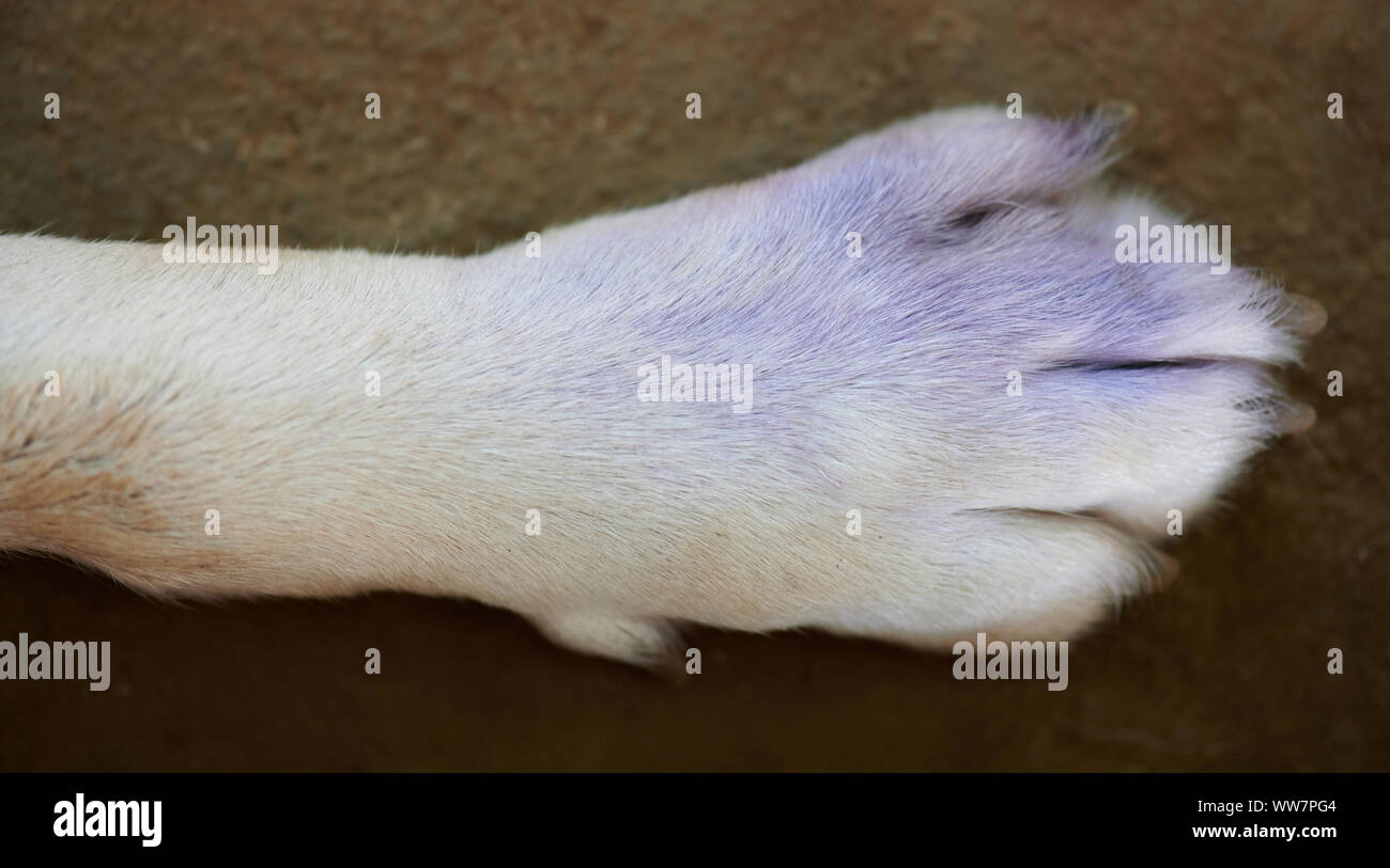 Male zampa del cane vista ravvicinata con vernice blu Foto Stock