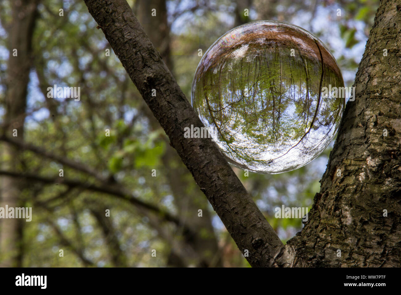 Glaskugel im Wald Foto Stock