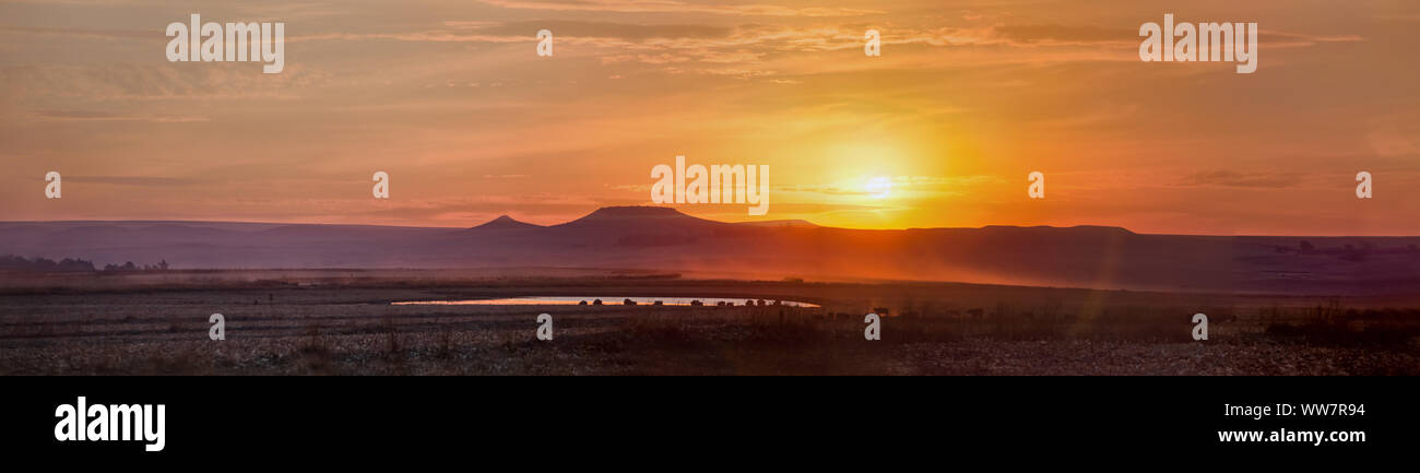 panorama con un lago e mucche al tramonto, selvaggio paesaggio occidentale, a Durban in Sudafrica. Foto Stock