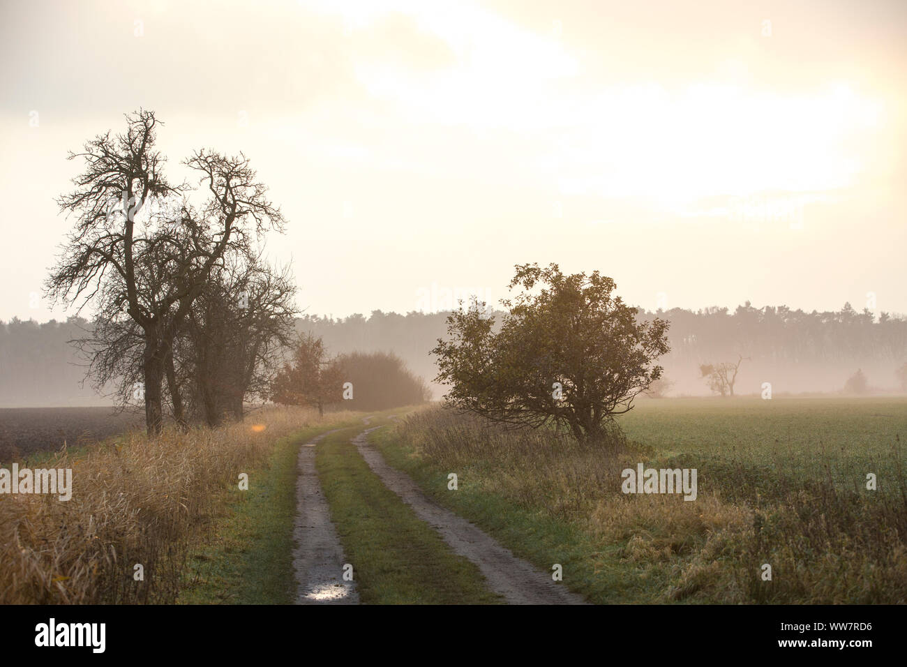 Vicolo del paese nella luce dorata Foto Stock