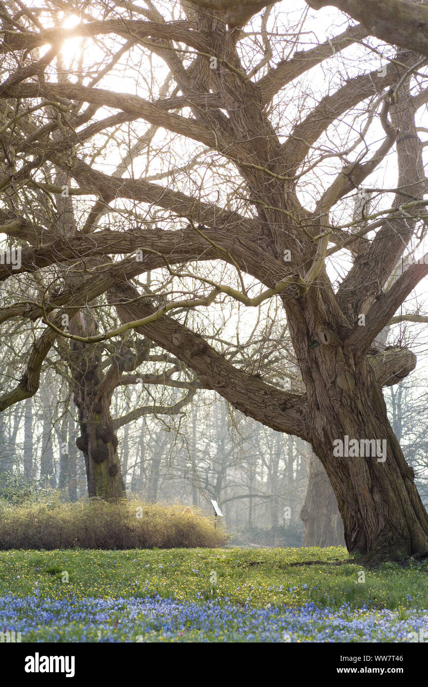 Albero in un parco a Groningen, Paesi Bassi Foto Stock