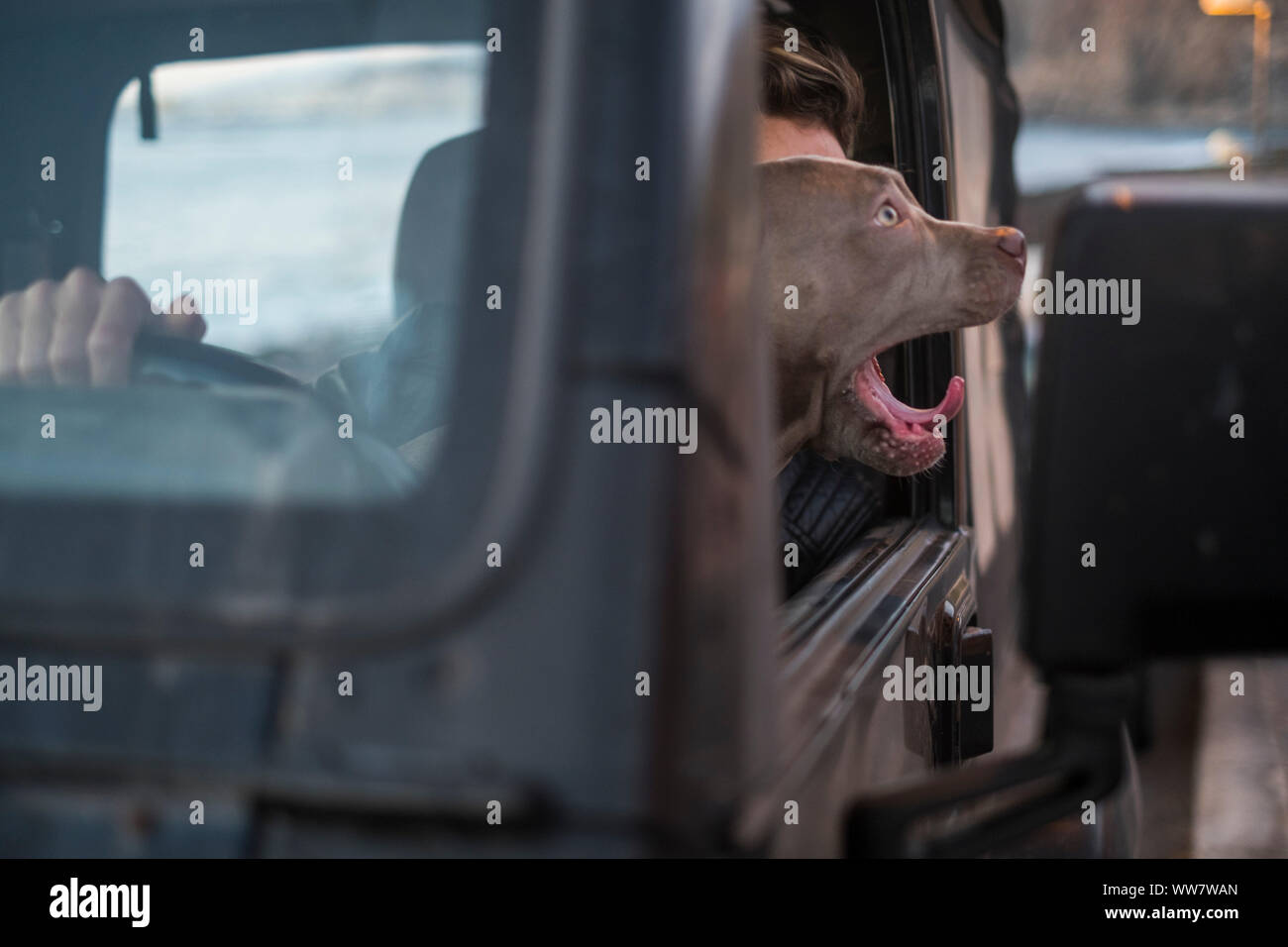Funny cani guida un auto nera da soli e gridando agli altri driver. il traffico e il trasporto di viaggio Concetto di immagine. carryed dal miglior amico uomo Foto Stock