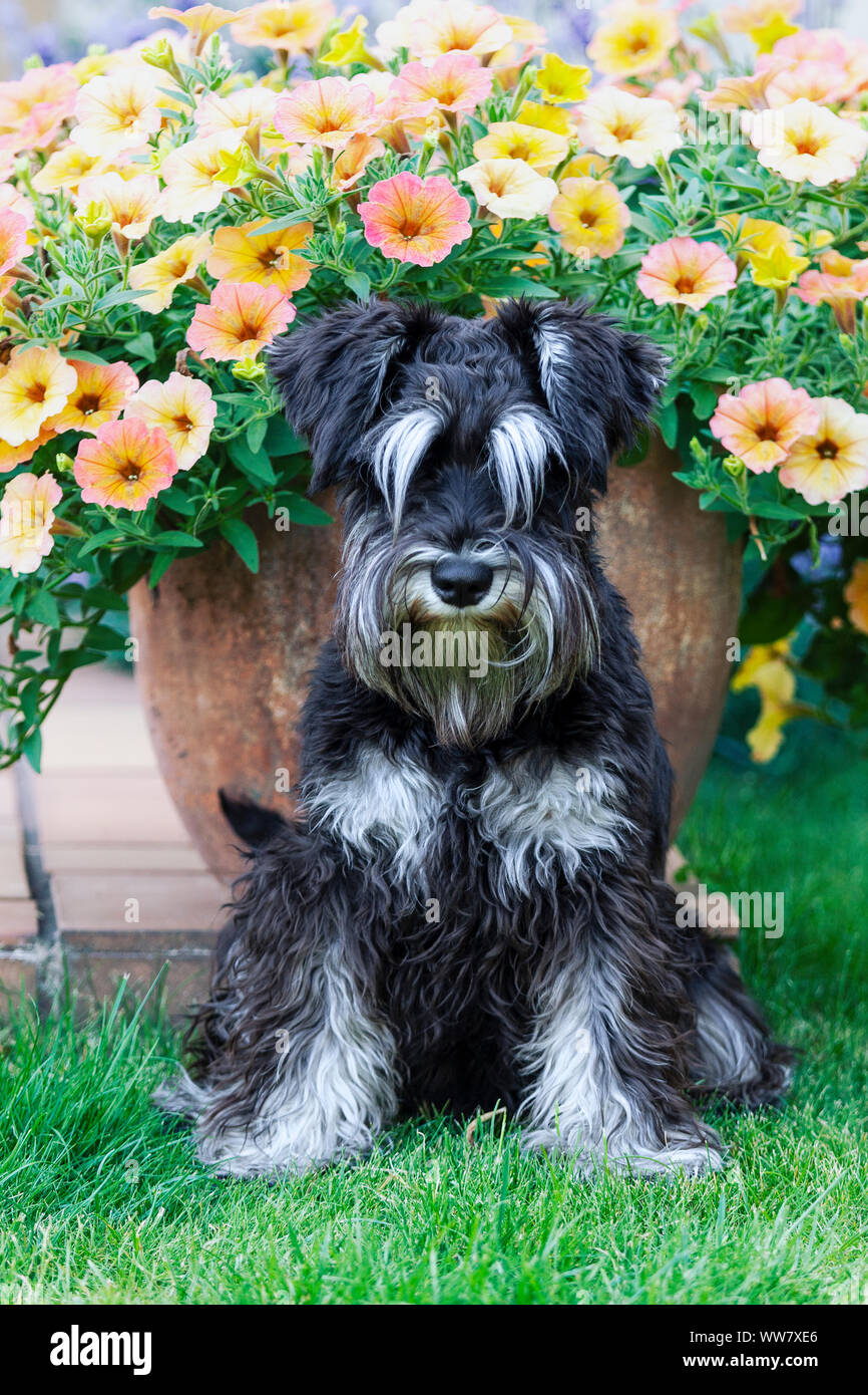 Miniatura peloso schnauzer dog sitter e guardando la telecamera, animali domestici ritratto in uno sfondo di fiori di fioritura in estate Foto Stock