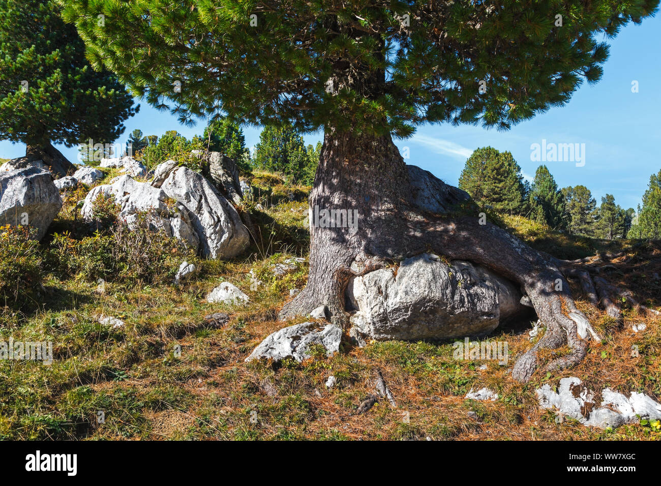 Un albero con un distintivo e radicamento speciale, monumento naturale, Foto Stock