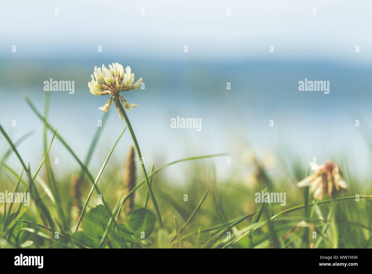 Un fiore di trifoglio con vista sul lago, Foto Stock