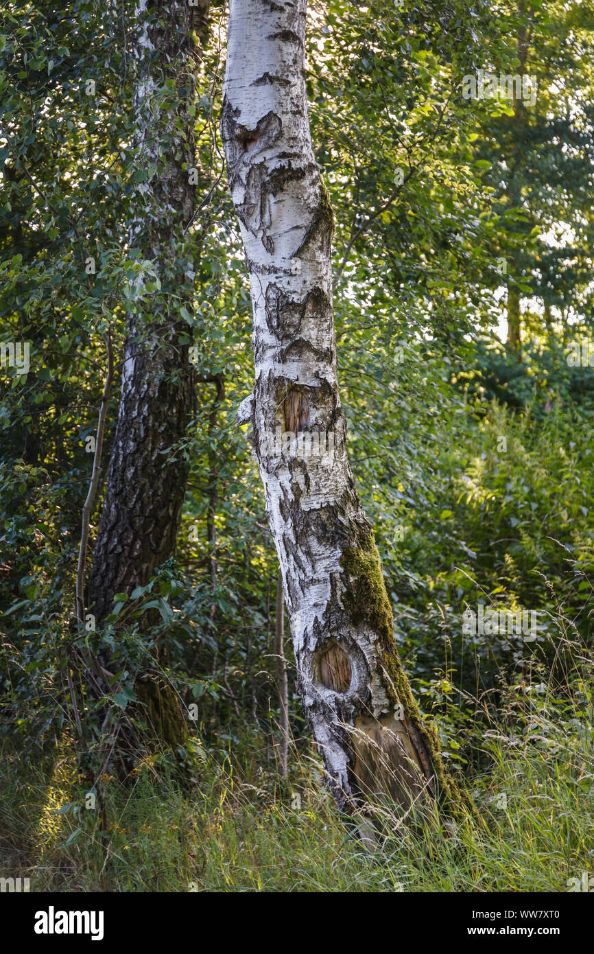 Close-up di un tronco di betulla, Foto Stock