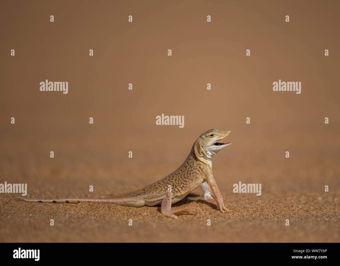 Dune lizard nella calda sabbia del deserto Dorob in Namibia, stare sulla difensiva Foto Stock
