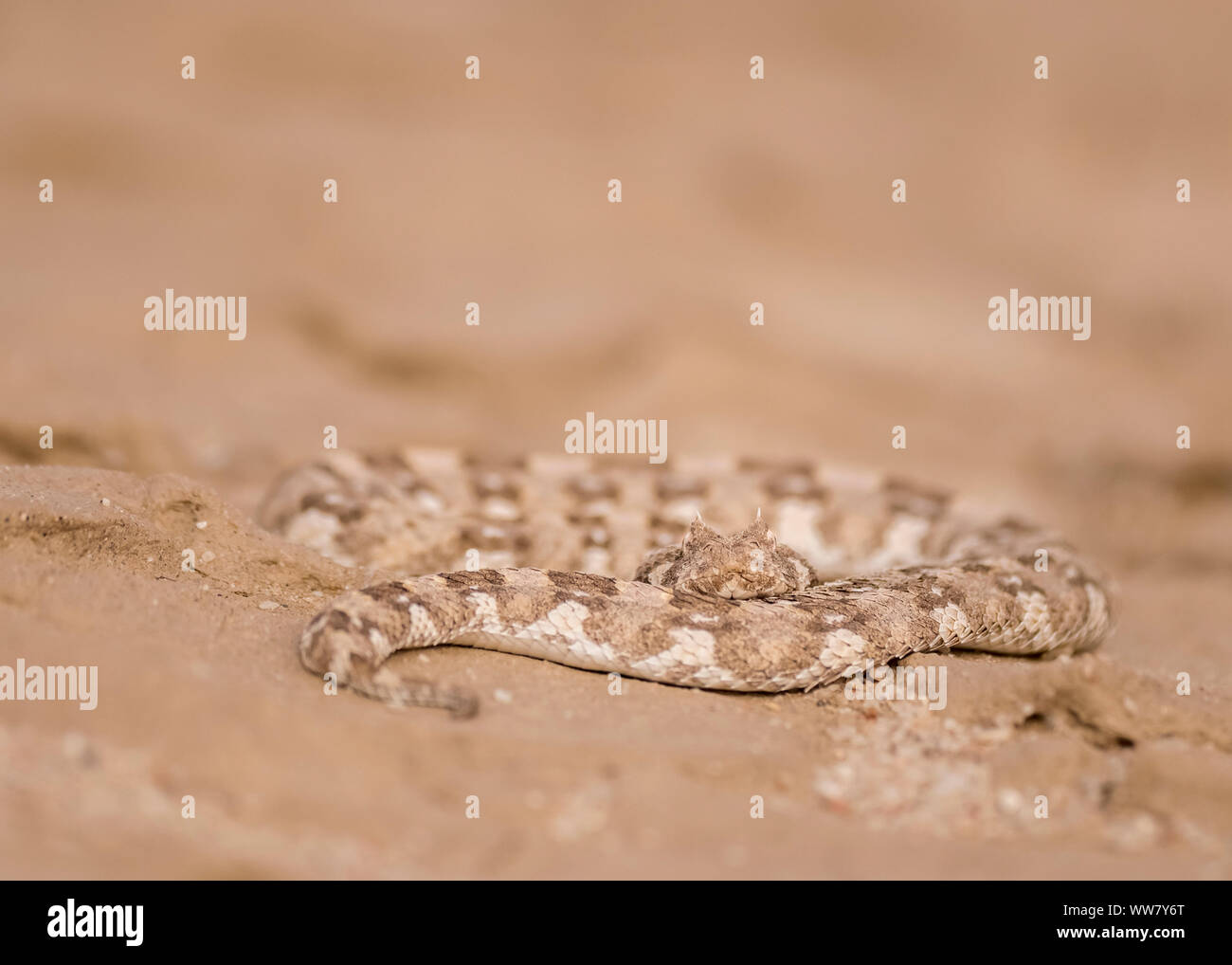 Cornuto sommatore giacente nella calda sabbia del deserto Dorob in Namibia, close-up, guardando nella telecamera Foto Stock