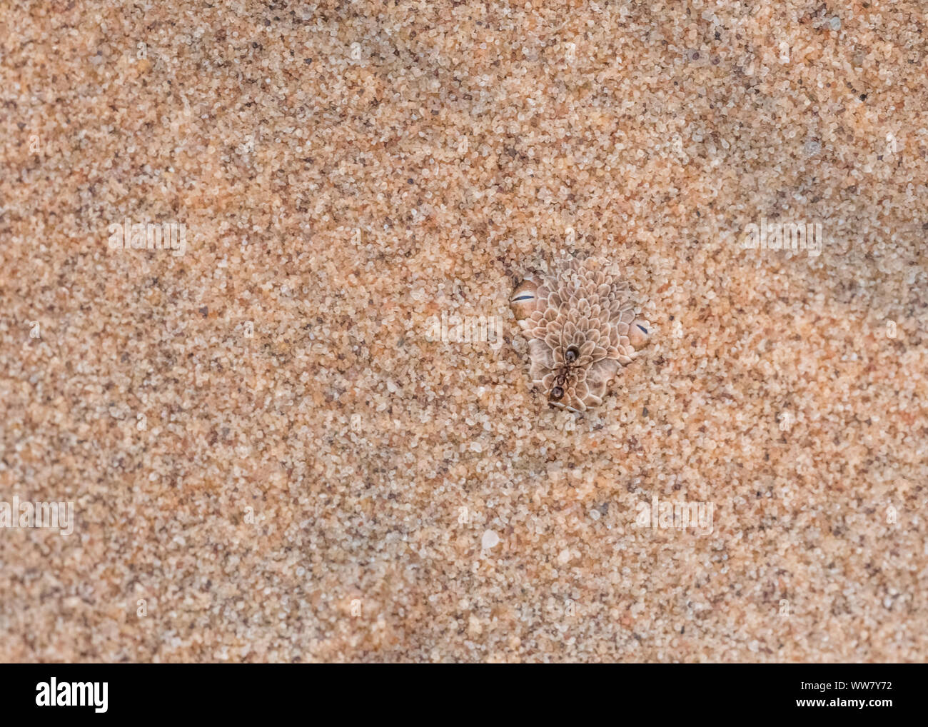 Peringuey il sommatore, solo gli occhi visibile, scavato nella calda sabbia del deserto Dorob in Namibia, ant camminando ignari sopra la testa, Foto Stock