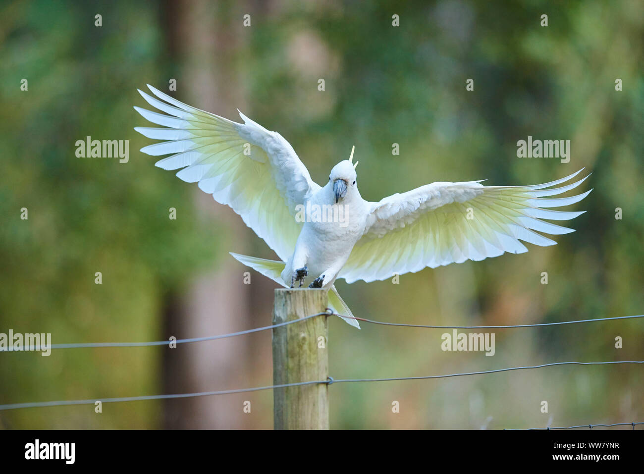 Zolfo-crested cockatoo (Cacatua galerita) in una foresta, volare, fauna selvatica, Dandenong Ranges National Park, Victoria, Australia Foto Stock