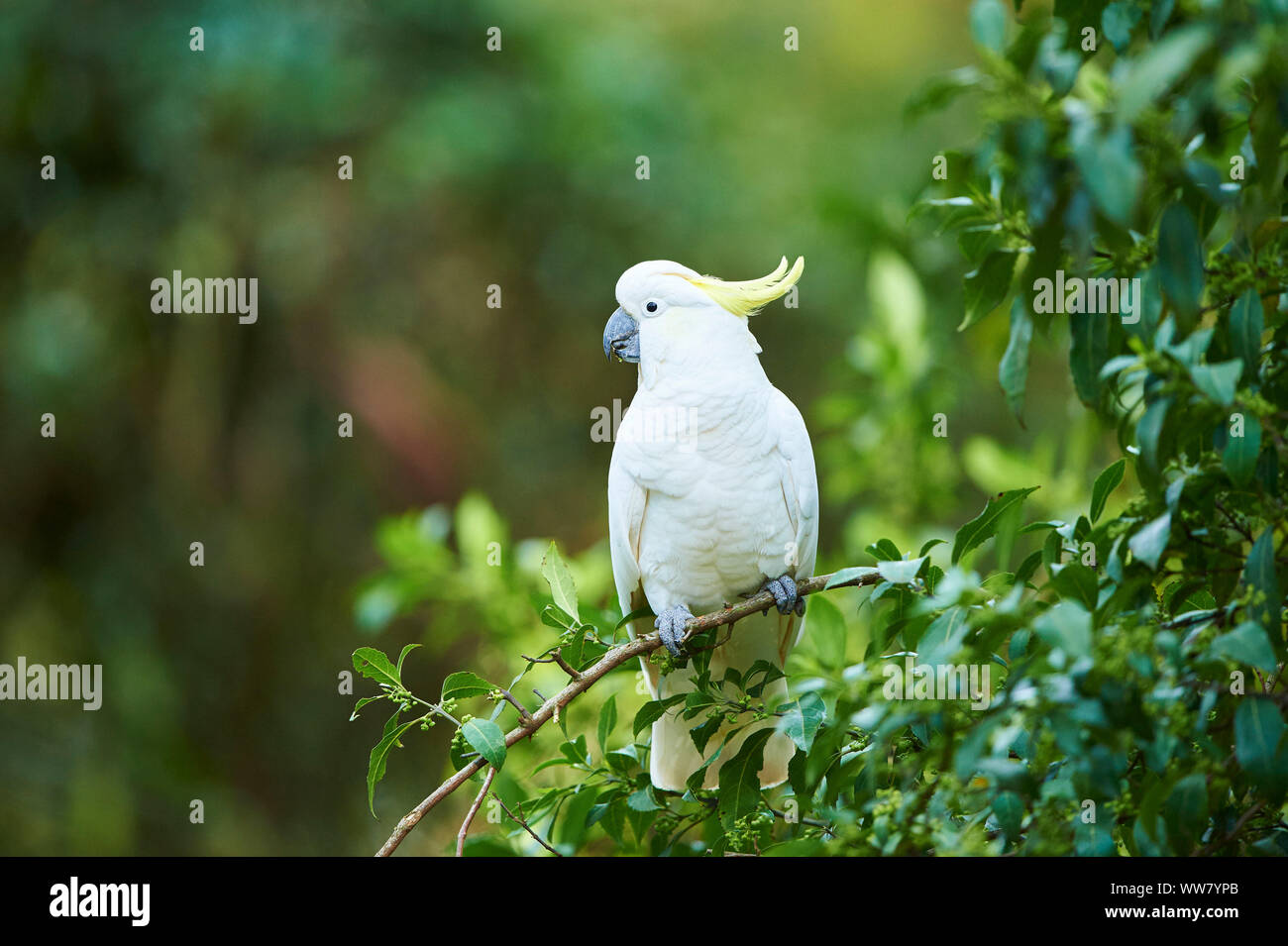Zolfo-crested cockatoo (Cacatua galerita) in una foresta, ramo, seduto, fauna selvatica, Dandenong Ranges National Park, Victoria, Australia Foto Stock