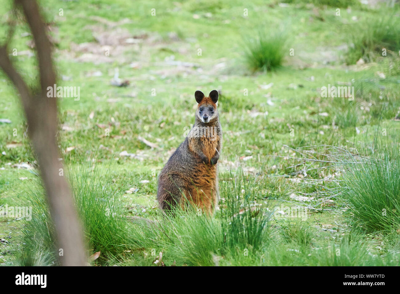 Swamp wallaby Wallabia (bicolore) stando in piedi nelle boccole, guardando la fotocamera, la fauna selvatica, Phillip Island, Victoria, Australia Foto Stock