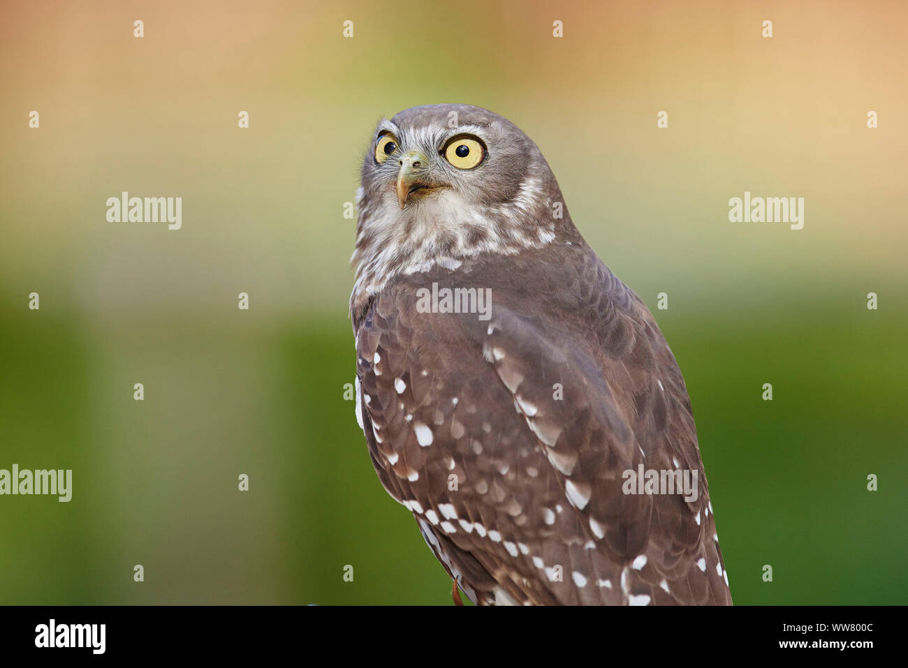 Barking civetta (Ninox connivens), vista laterale, seduto, Victoria, Australia Foto Stock