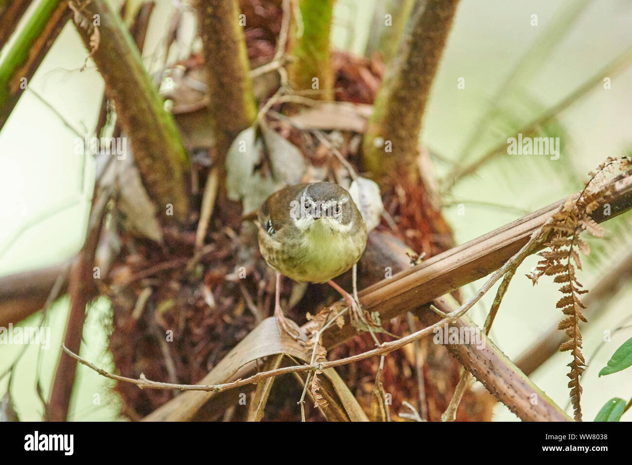 Bianco-browed scrubwren (Sericornis frontalis), frontale, ramo, seduti, guardando la fotocamera Foto Stock