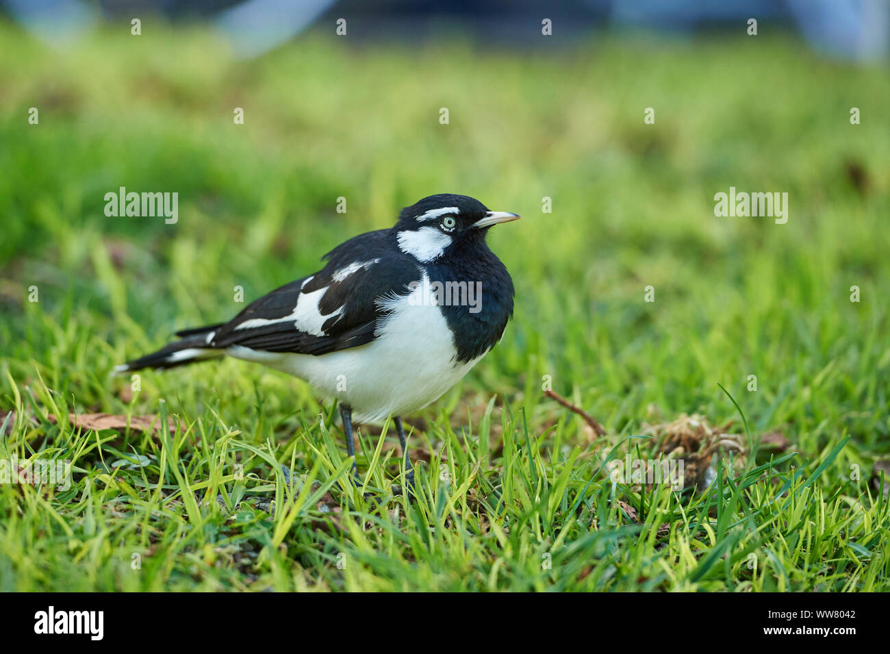 Gazza-lark (Grallina cyanoleuca), prato, vista laterale, in piedi Foto Stock