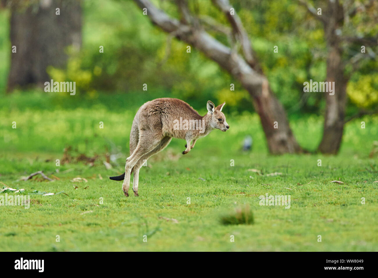 Orientale canguro grigio (Macropus giganteus) su un campo, la fauna selvatica, vista laterale, jump, Victoria, Australia Foto Stock