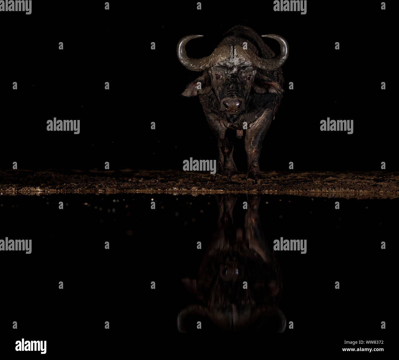 Bufalo africano di notte al posto di irrigazione, riflessione, KwaZulu-Natal, Sud Africa Foto Stock