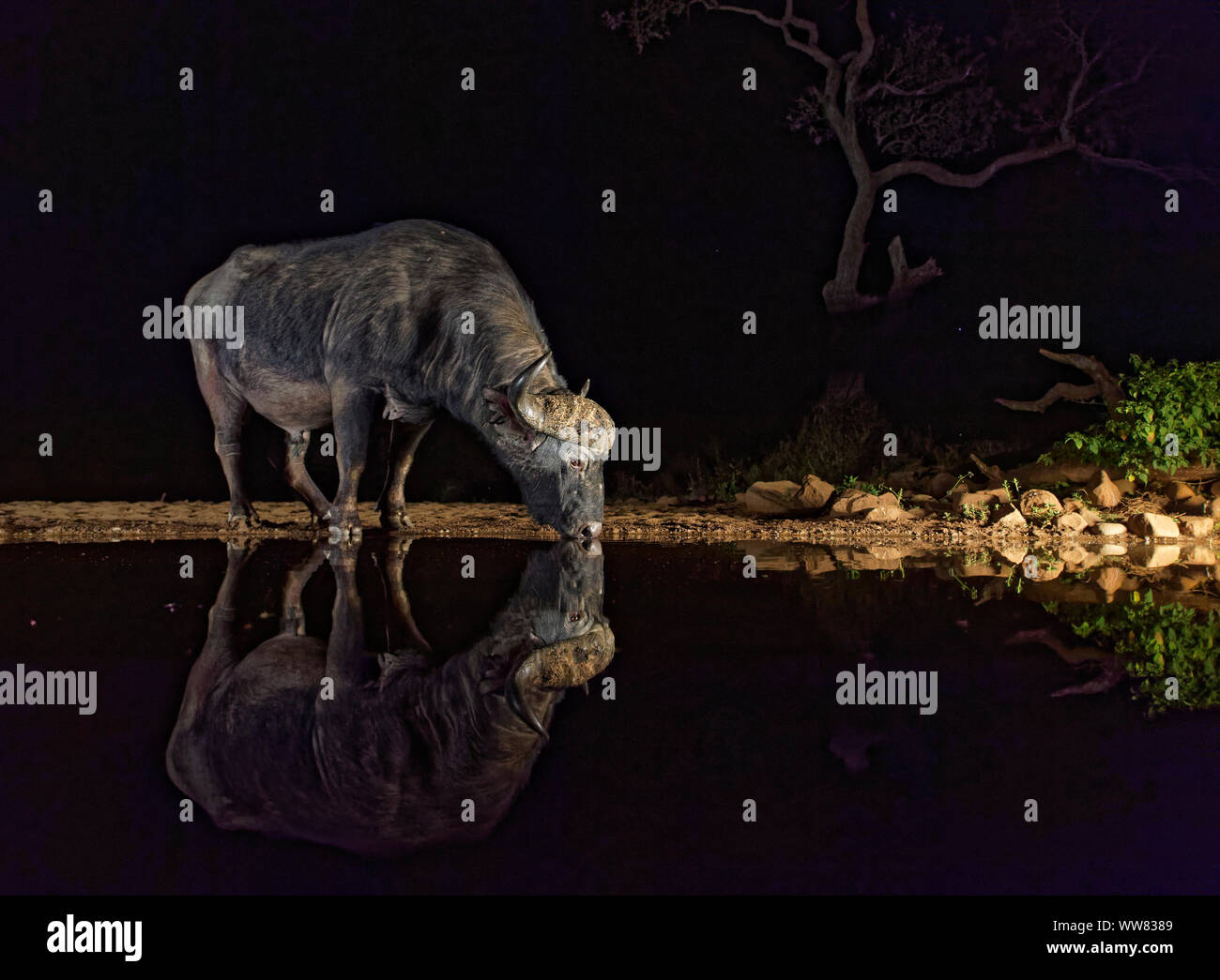 Bufalo africano di notte al posto di irrigazione, KwaZulu-Natal, Sud Africa Foto Stock