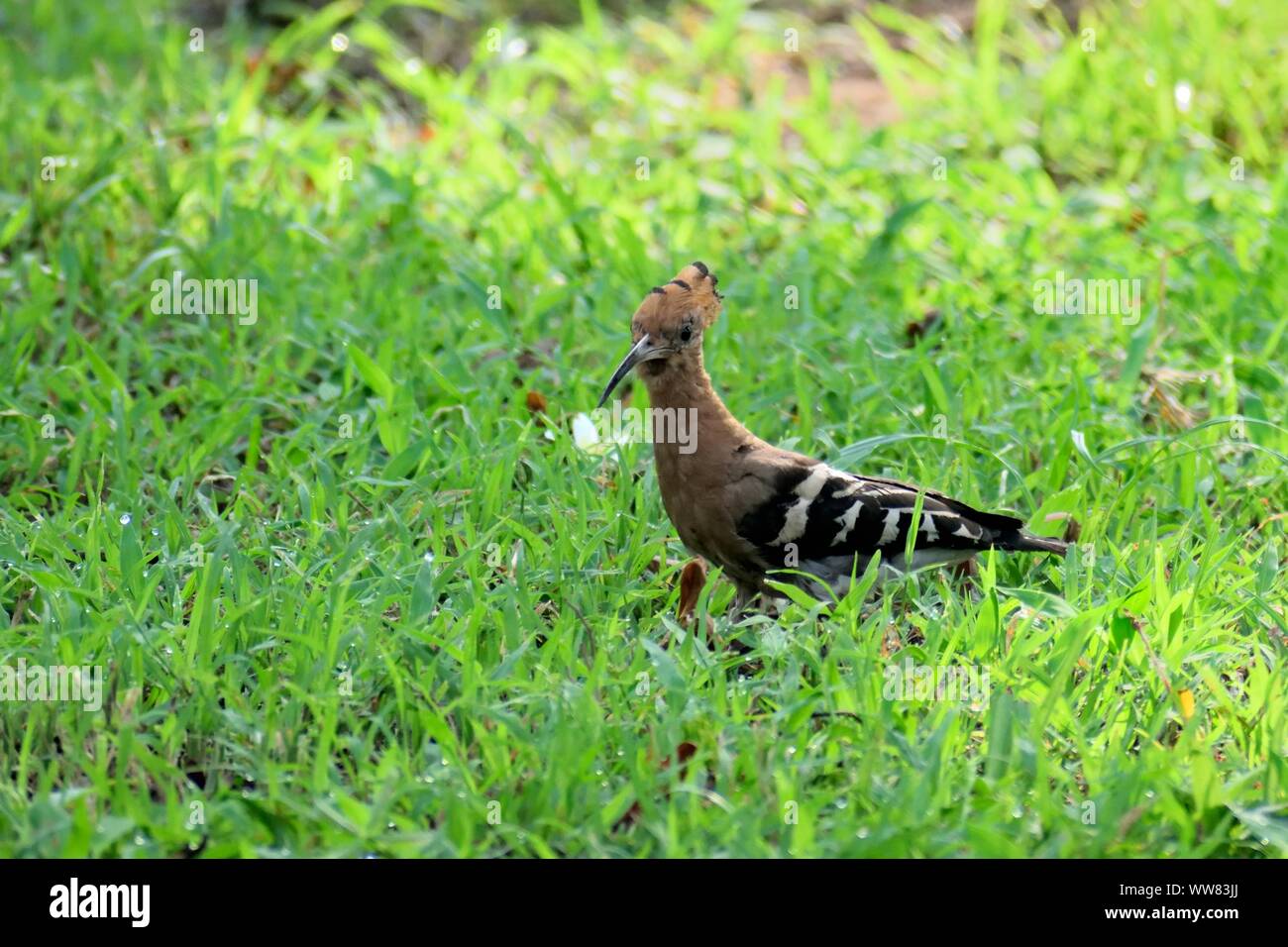 Upupa uccello in roaming su suolo erboso per trovare la dieta. Foto Stock