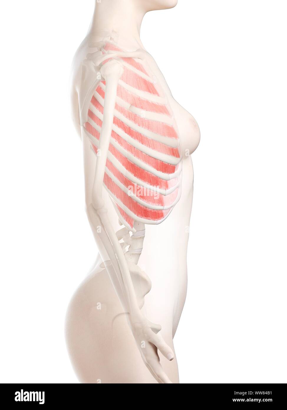 Esterno i muscoli intercostali, illustrazione Foto Stock