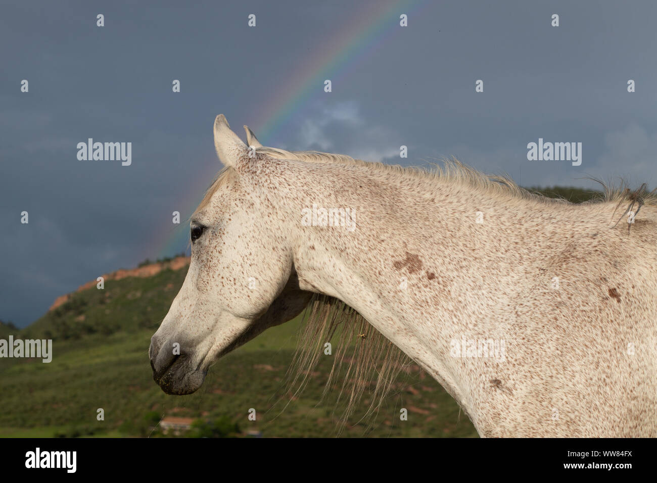 Cavallo in piedi in campo con rainbow dietro di lui Foto Stock