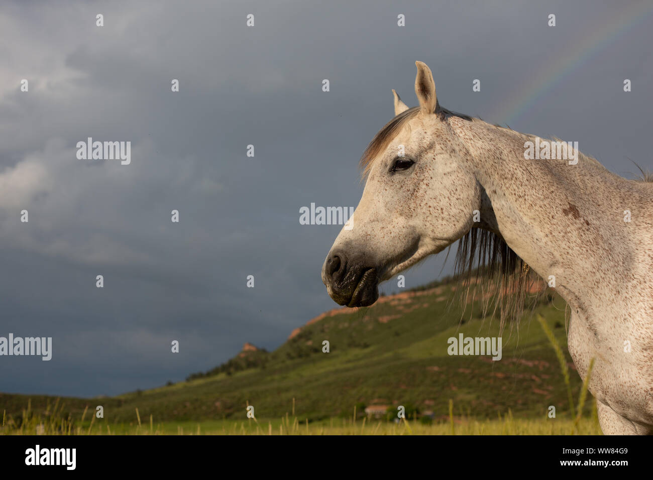 Cavallo in piedi in campo con rainbow Foto Stock