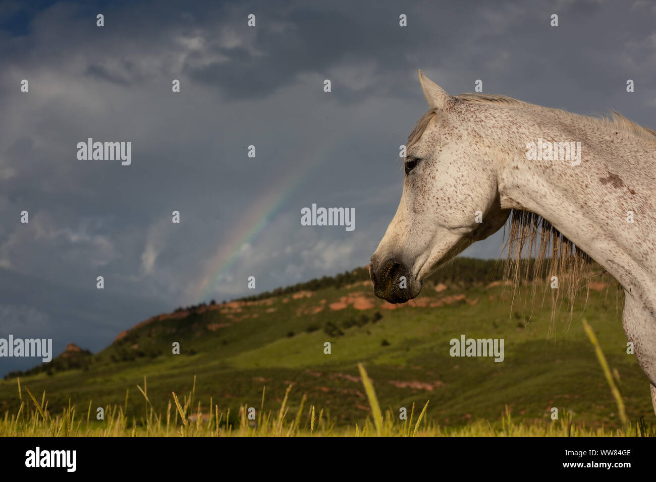Cavallo guardando a rainbow e montagna Foto Stock