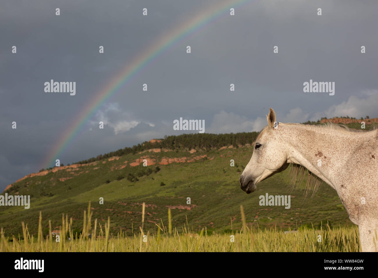Rainbow sulla montagna con cavallo a lato Foto Stock