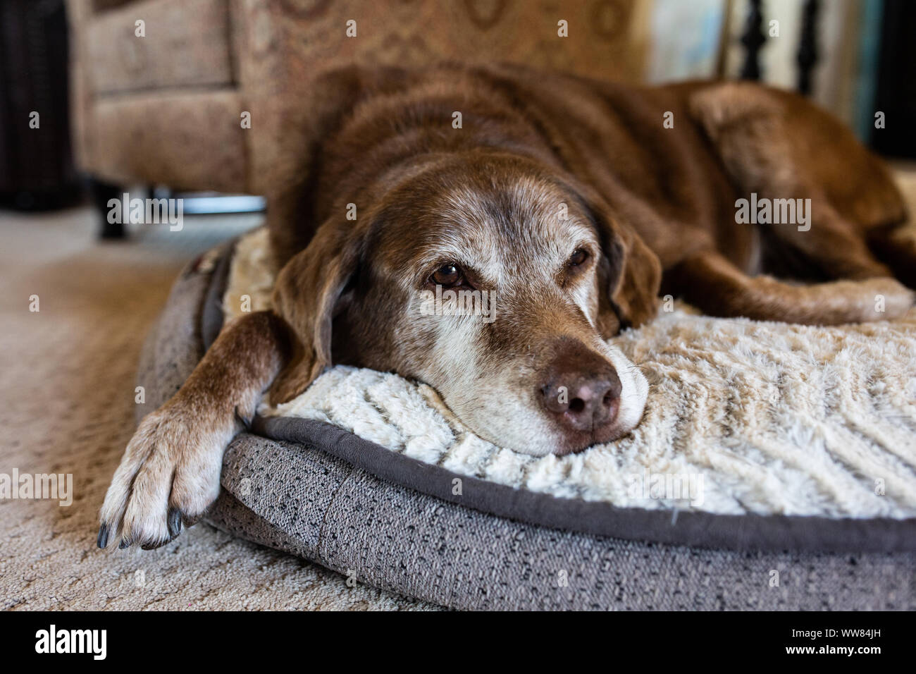 Vecchio cane comodo sul letto del cane Foto Stock