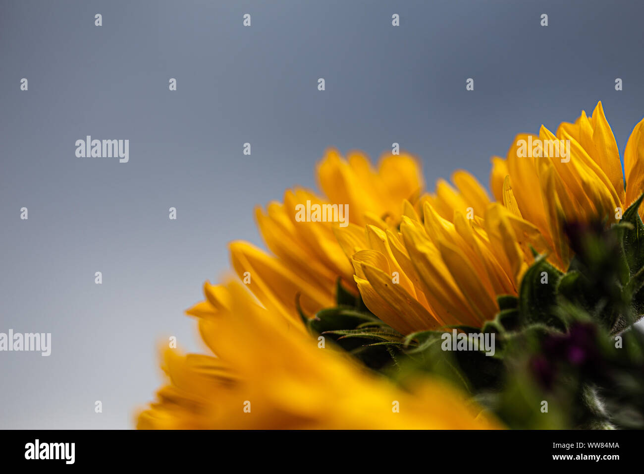 Mazzo di fiori di girasole vista laterale Foto Stock