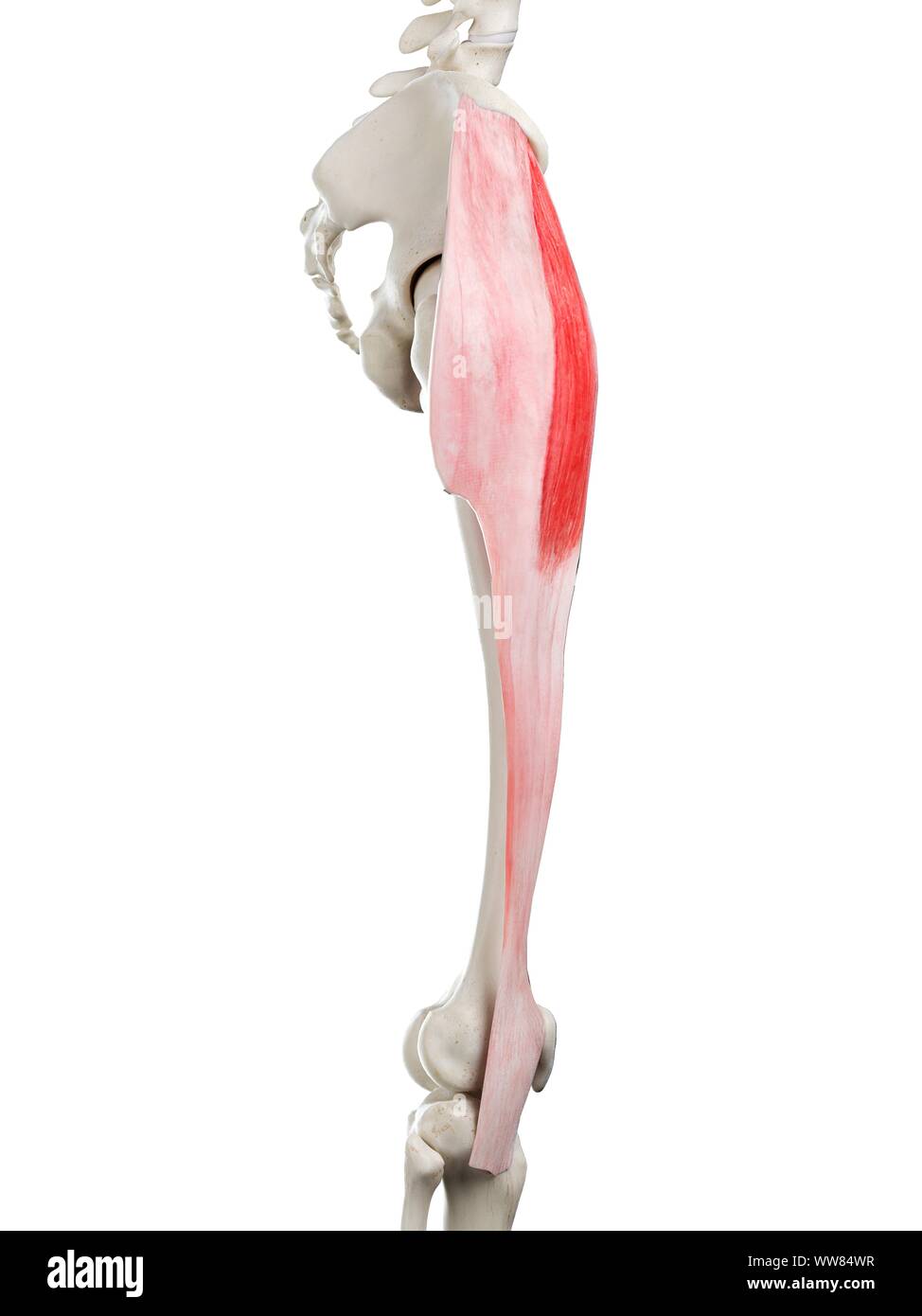 Tensore della fascia lata muscolo, illustrazione Foto Stock