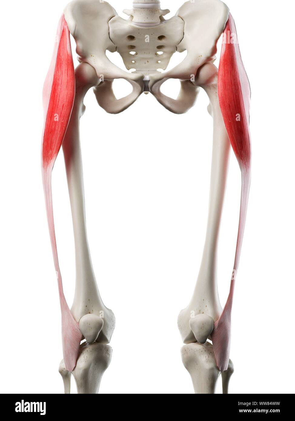Tensore della fascia lata muscolo, illustrazione Foto Stock