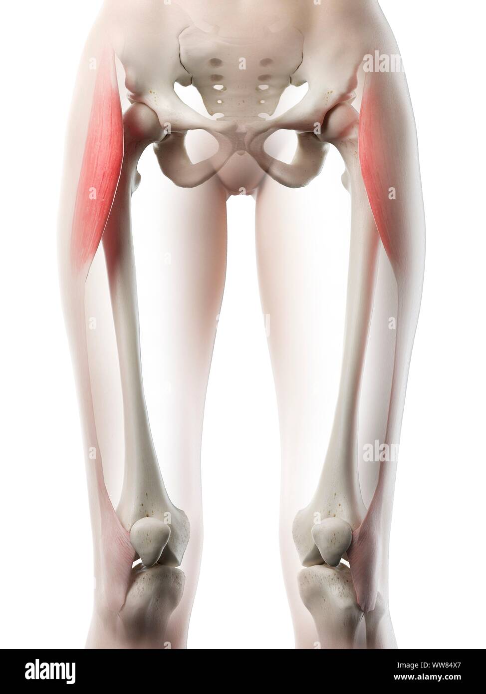 Tensore della fascia lata muscolo, illustrazione Foto Stock