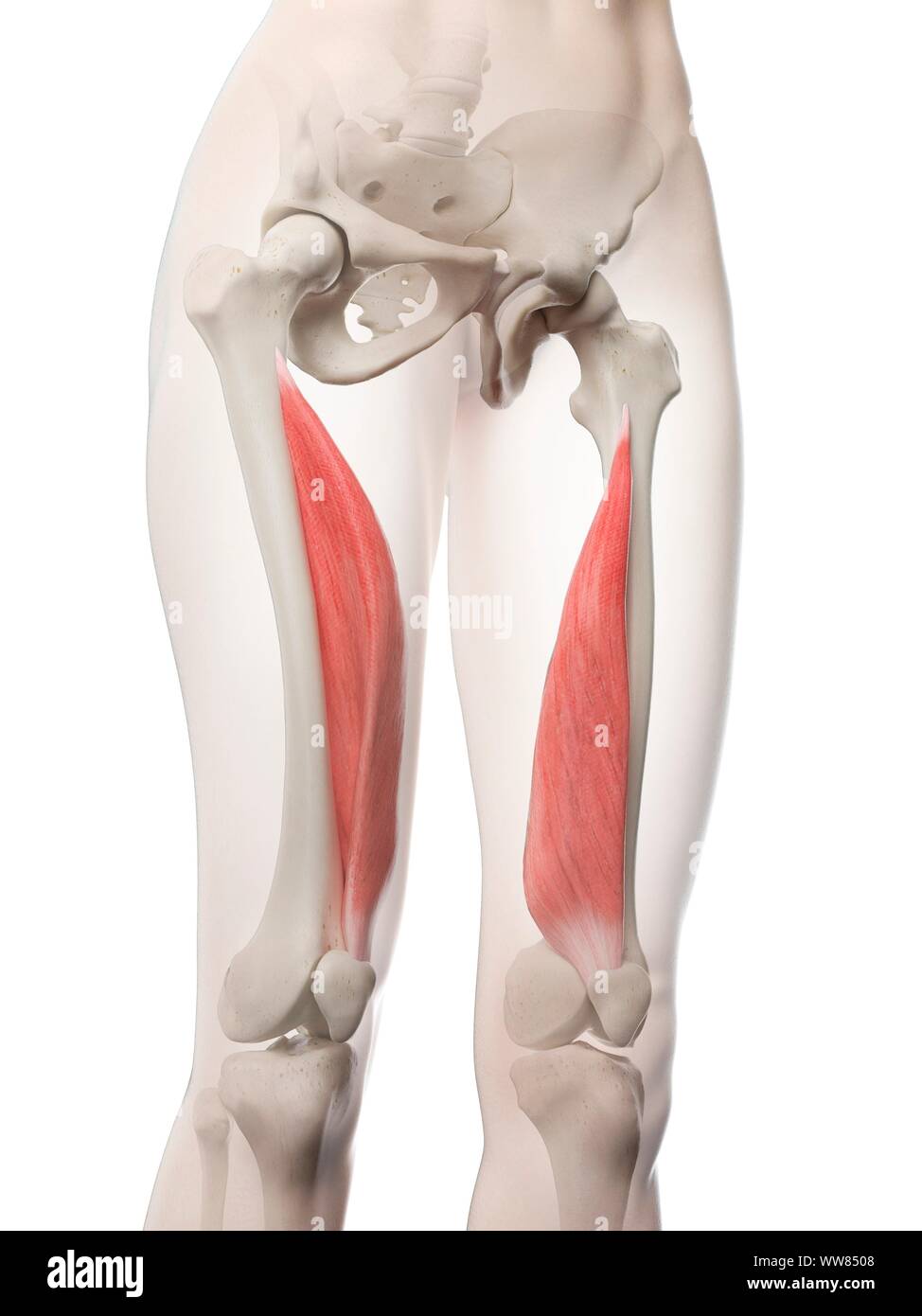 Vastus medialis muscolo, illustrazione Foto Stock