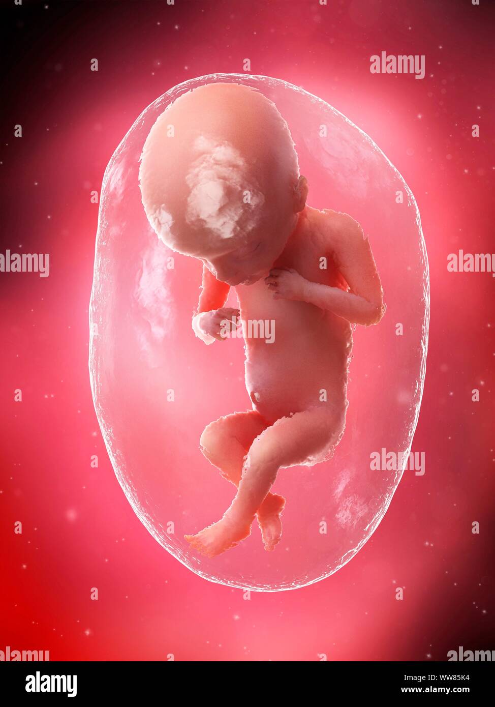 Feto a settimana 18, illustrazione Foto Stock