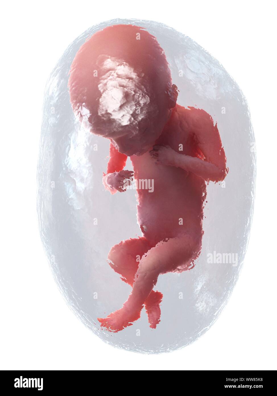 Feto a settimana 18, illustrazione Foto Stock
