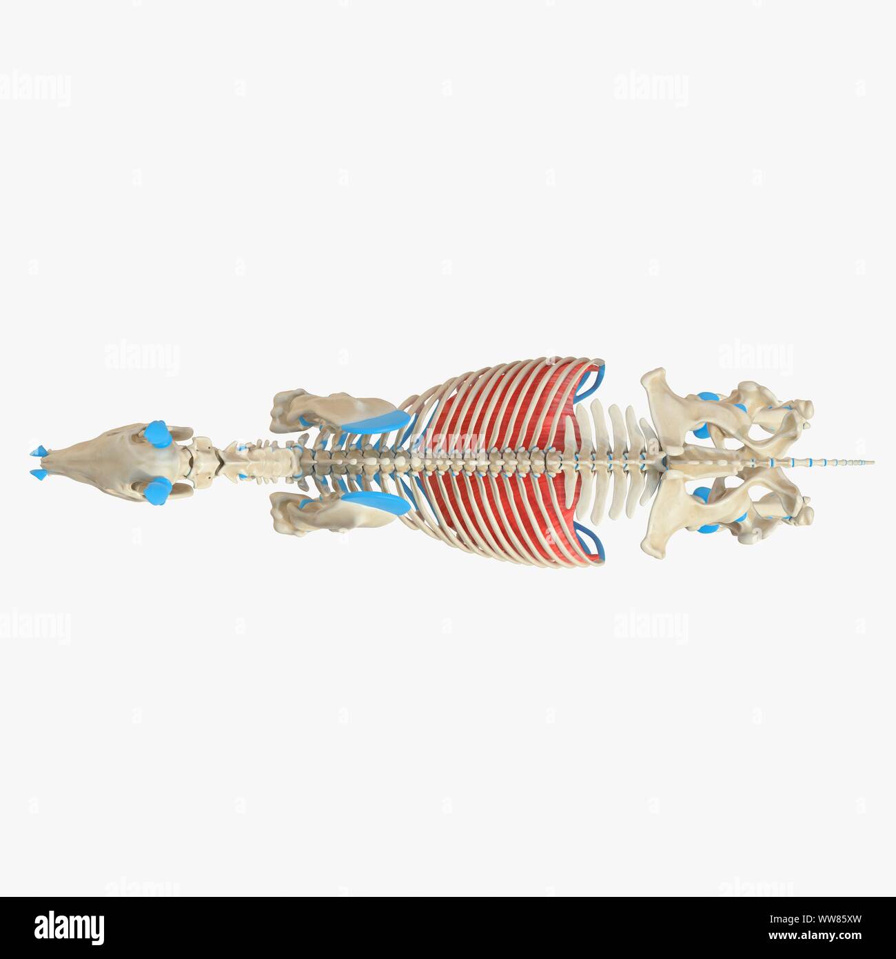 Diaframma di cavallo, illustrazione Foto Stock