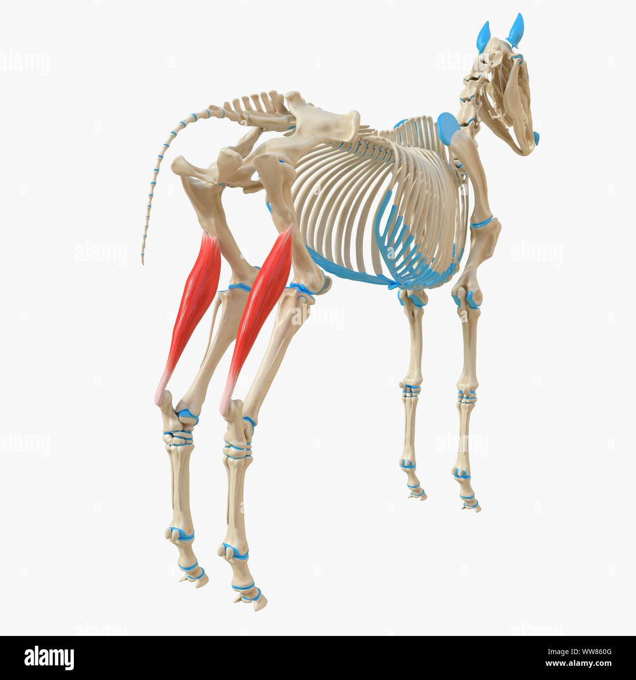 Cavallo il muscolo gastrocnemio, illustrazione Foto Stock