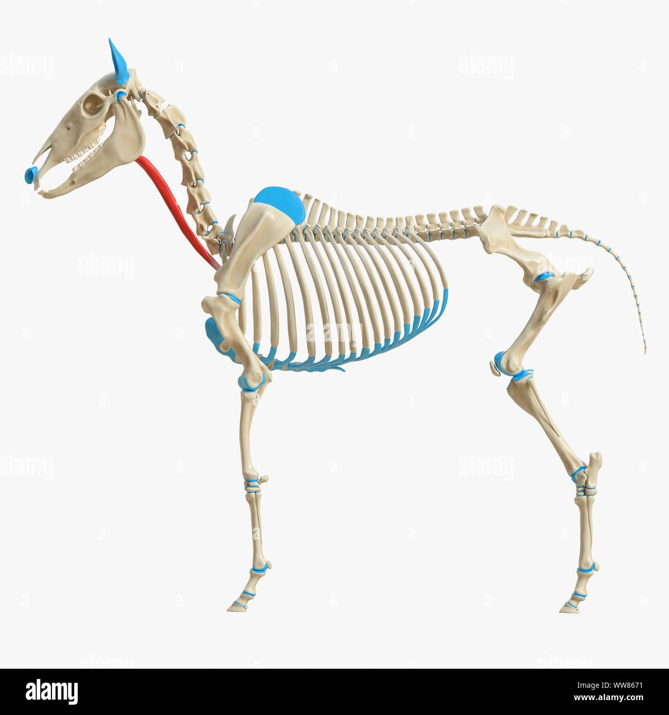 Horse omohyoid muscolo, illustrazione Foto Stock