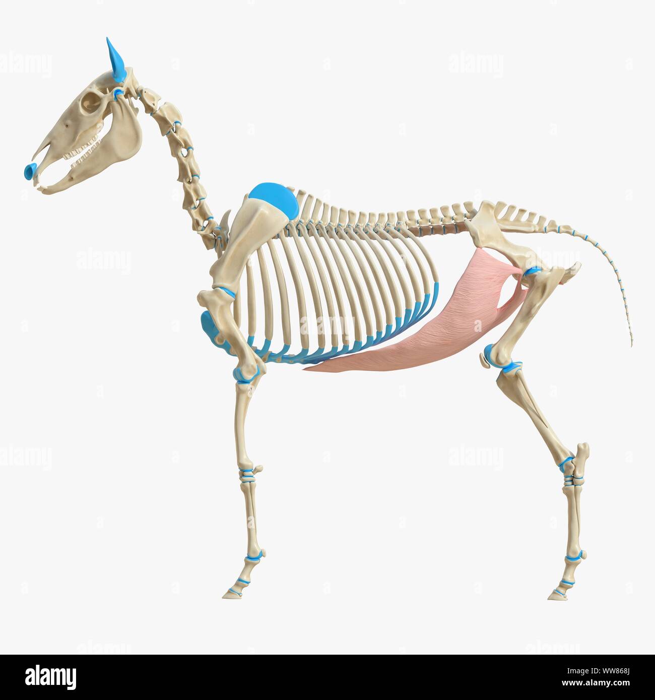 Cavallo externus obliquus addominali muscolo, illustrazione Foto Stock