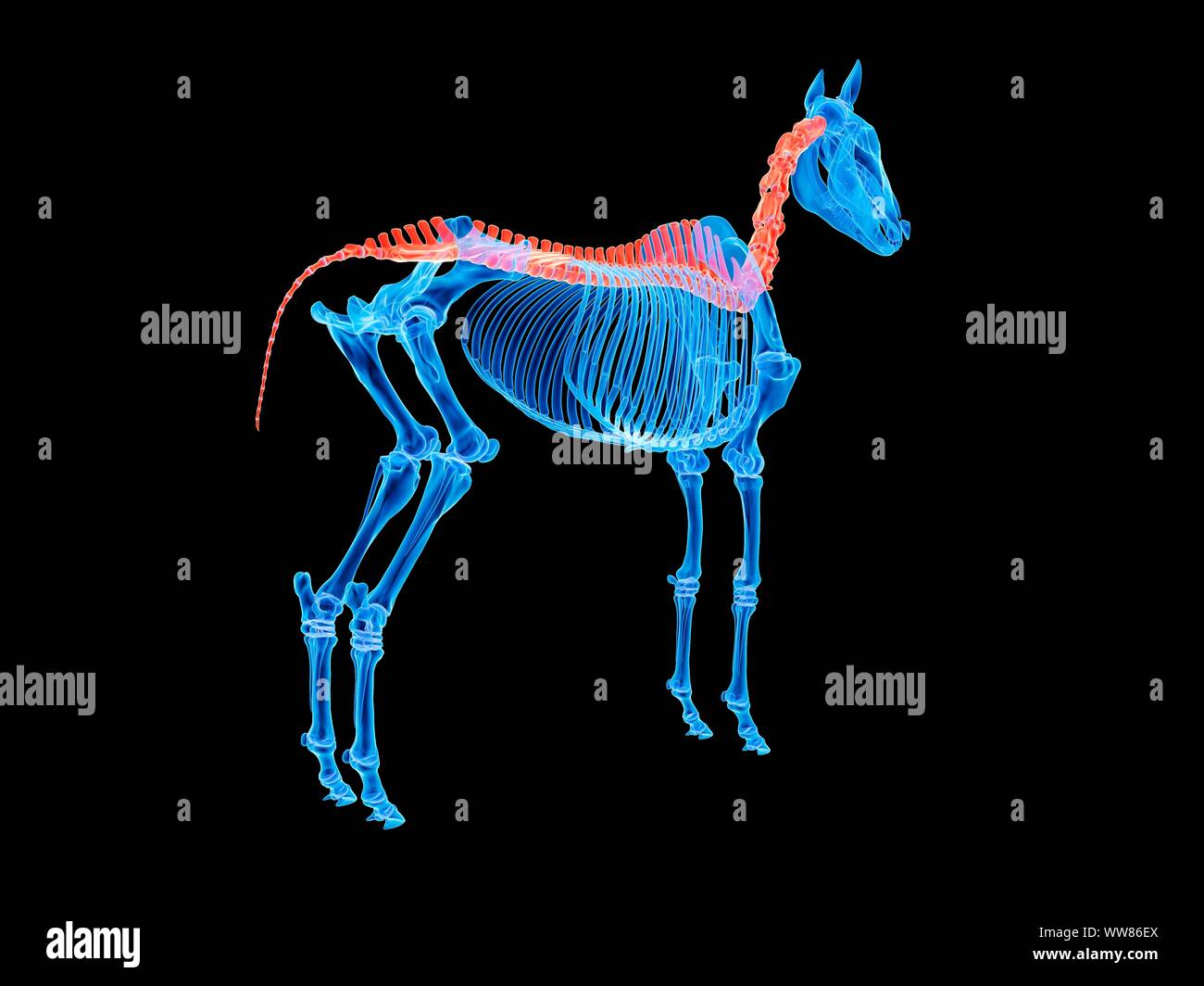 Spina dorsale del cavallo, illustrazione Foto Stock