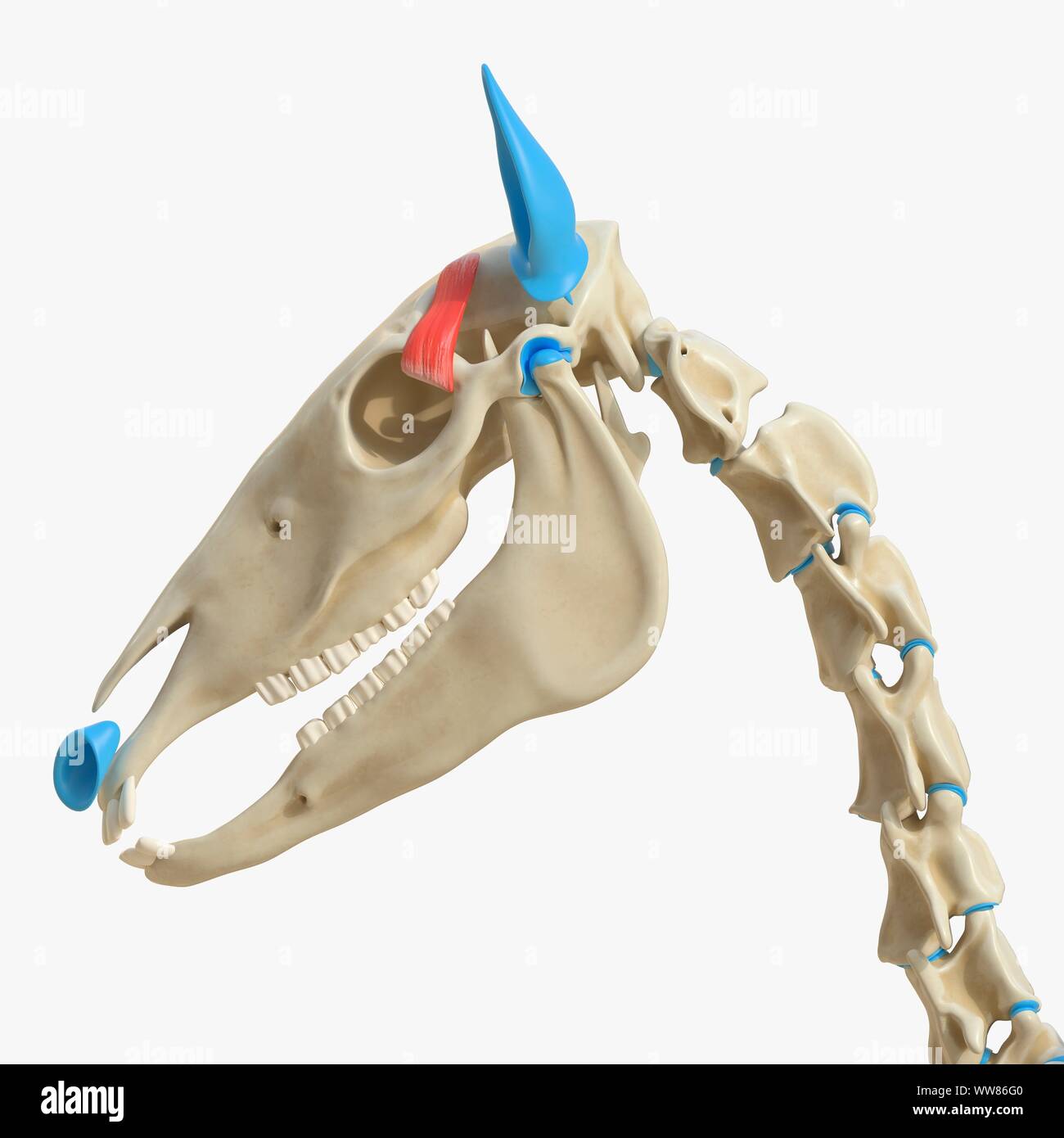 Horse muscolo temporale, illustrazione Foto Stock