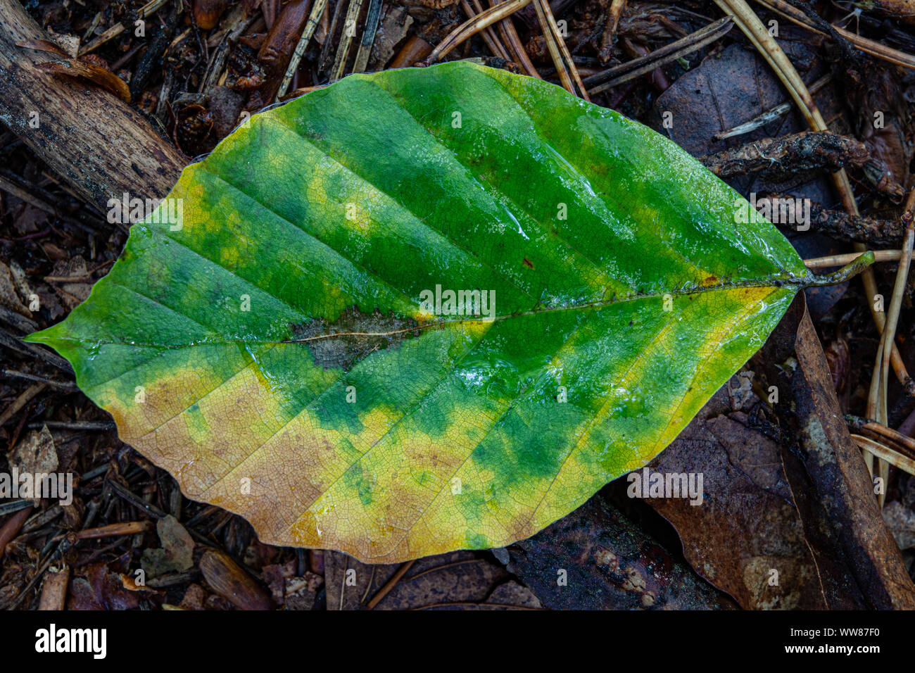 Una piccola foglia nella foresta. Faggio leaf giacente nella foresta. La stagione autunnale. Foto Stock