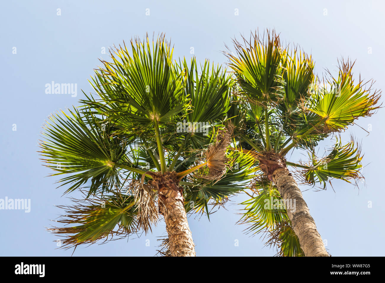 Le palme, Puerto del Carmen, Lanzarote, Isole Canarie, Spagna, Europa Foto Stock